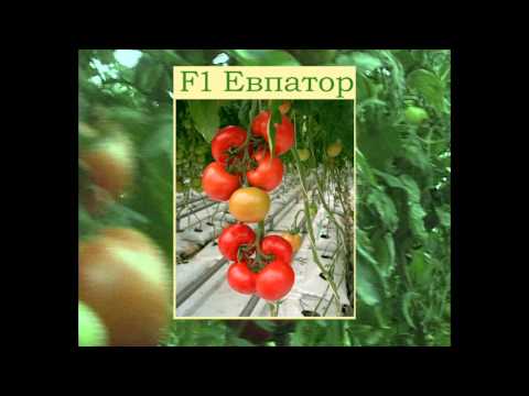 Tomato Krasnobay: characteristics and description of the variety