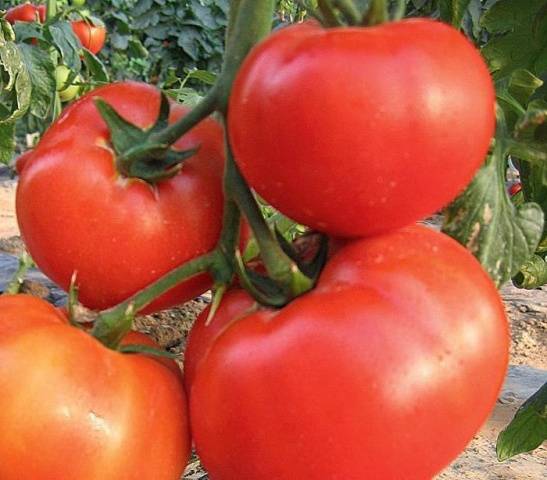 Tomato Krasnobay: characteristics and description of the variety