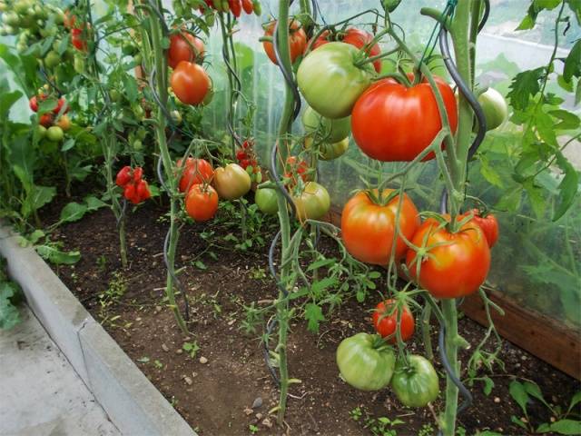 Tomato Krasnobay: characteristics and description of the variety