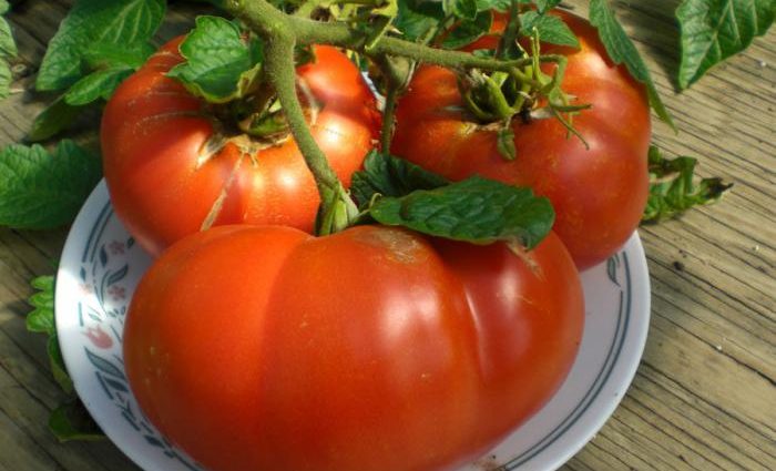 Tomato Krasnobay: characteristics and description of the variety