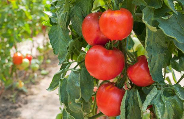 Tomato Krasnobay: characteristics and description of the variety