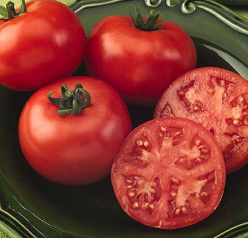 Tomato Krasnobay: characteristics and description of the variety