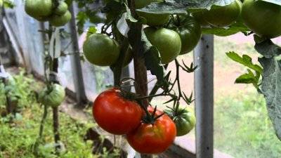 Tomato Kumir