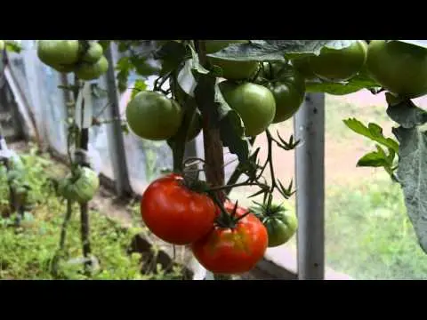 Tomato Kumir