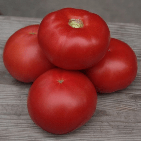 Tomato Kybo F1