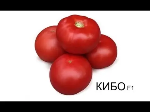 Tomato Kybo F1