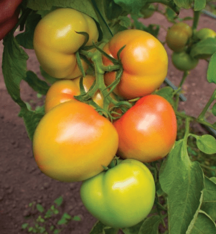 Tomato Kybo F1