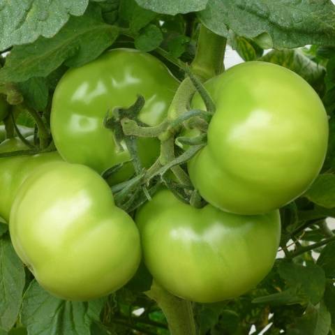 Tomato Kybo F1