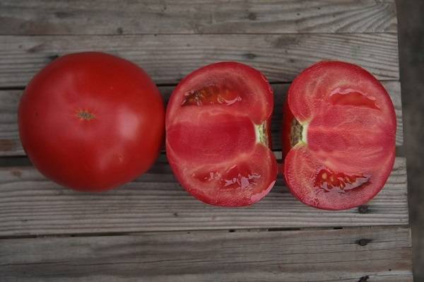 Tomato Kybo F1