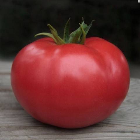 Tomato Kybo F1