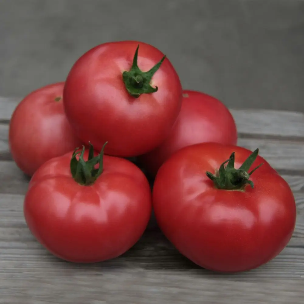 Tomato Kybo F1