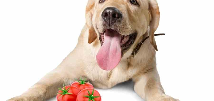 Tomato Labrador: reviews + photos