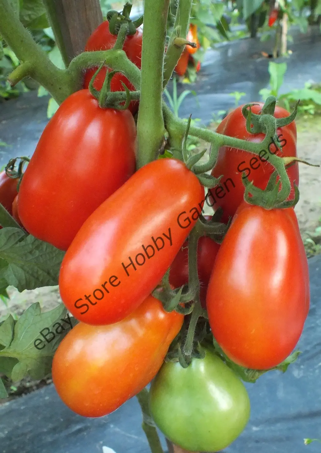 Tomato Ladyfingers: reviews, photos