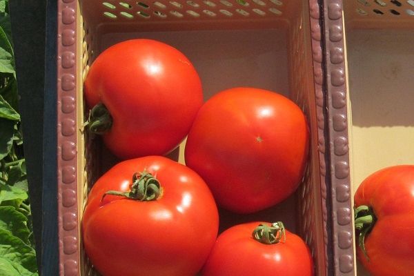 Tomato Lakomka: variety description, photos, reviews