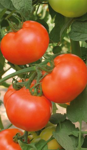 Tomato Lakomka: variety description, photos, reviews