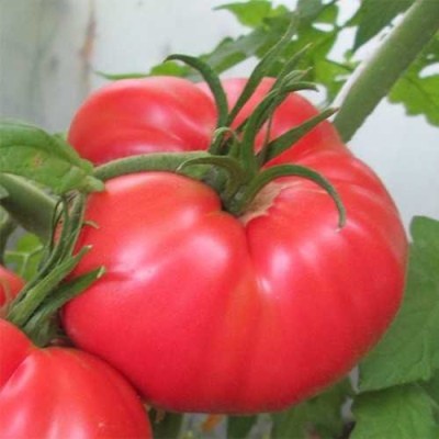 Tomato Lakomka: variety description, photos, reviews