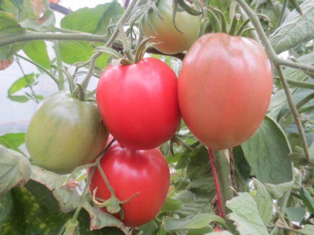 Tomato Larisa F1: reviews, photos, yield