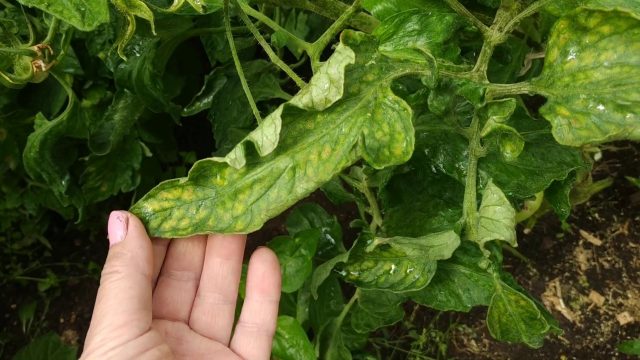 Tomato leaf chlorosis: how to treat, photo, how to feed