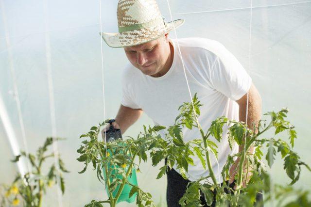 Tomato leaf chlorosis: how to treat, photo, how to feed