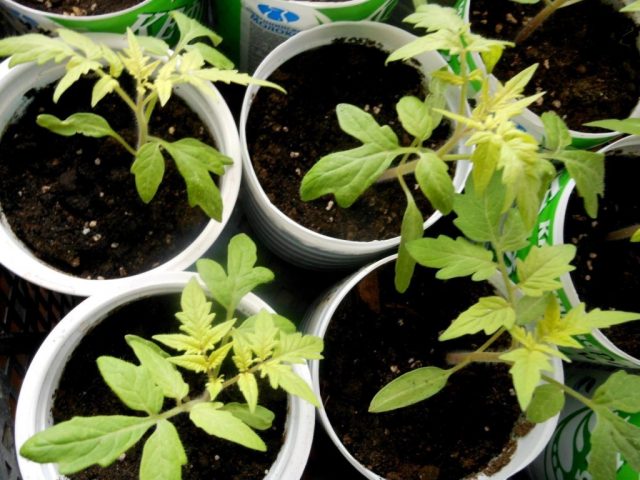 Tomato leaf chlorosis: how to treat, photo, how to feed