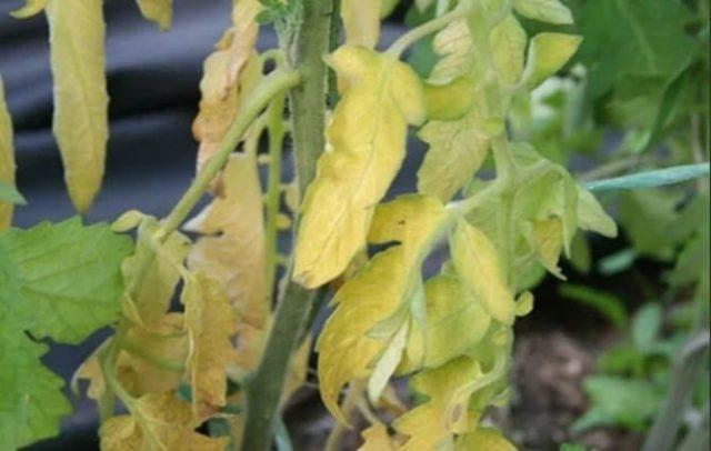 Tomato leaf chlorosis: how to treat, photo, how to feed