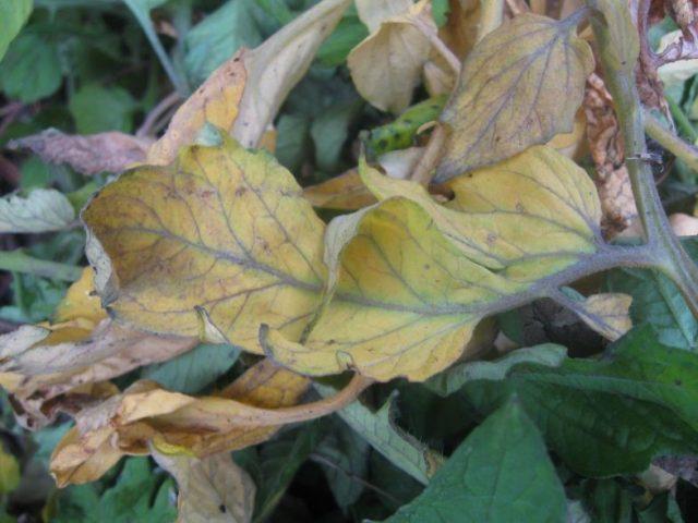 Tomato leaf chlorosis: how to treat, photo, how to feed