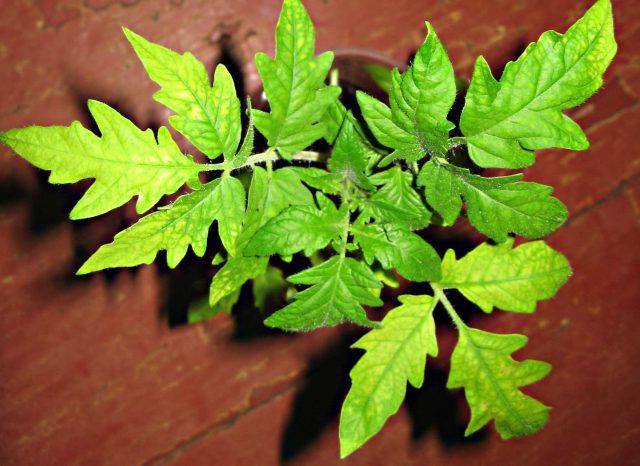 Tomato leaf chlorosis: how to treat, photo, how to feed