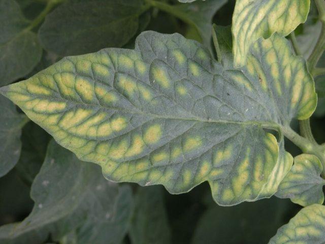 Tomato leaf chlorosis: how to treat, photo, how to feed