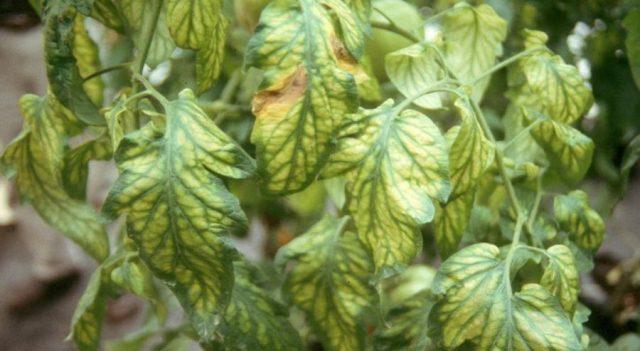 Tomato leaf chlorosis: how to treat, photo, how to feed