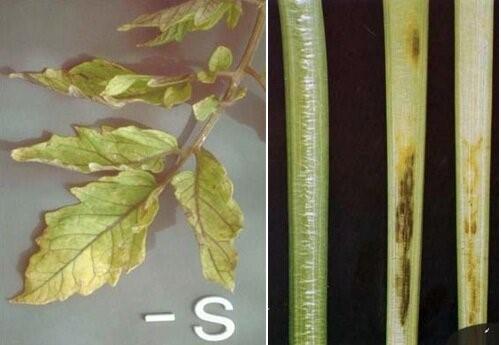 Tomato leaf chlorosis: how to treat, photo, how to feed