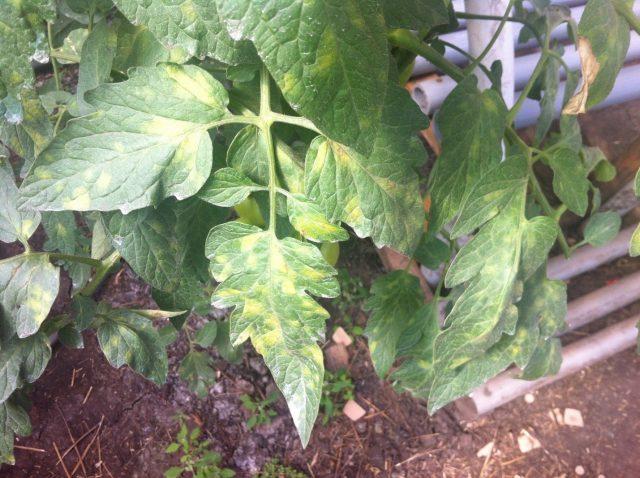 Tomato leaf chlorosis: how to treat, photo, how to feed