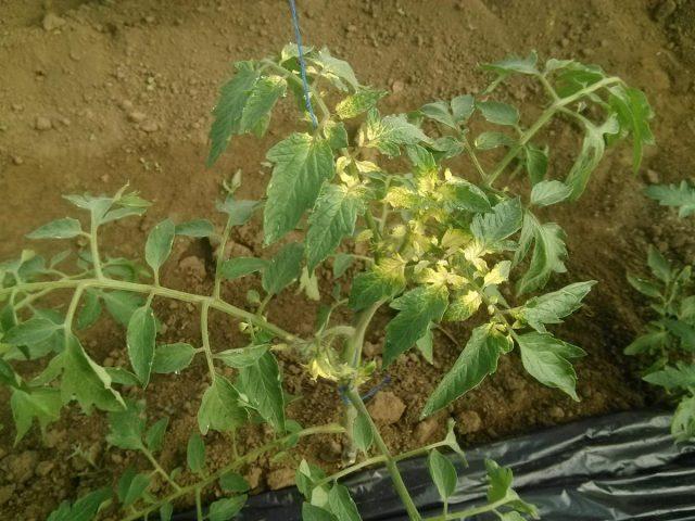 Tomato leaf chlorosis: how to treat, photo, how to feed