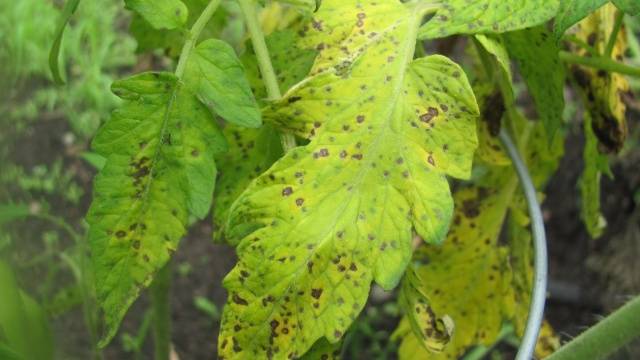 Tomato leaves turn yellow outdoors