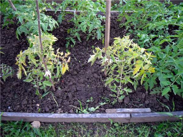 Tomato leaves turn yellow outdoors