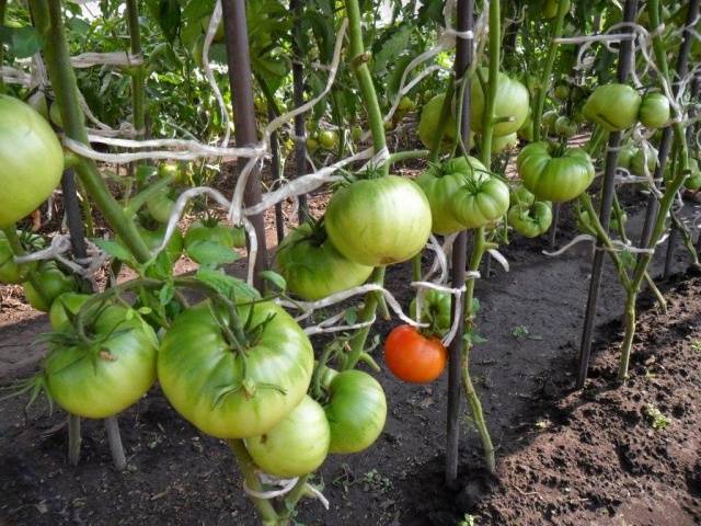 Tomato leaves turn yellow outdoors