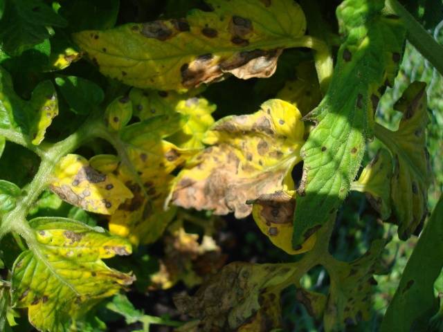 Tomato leaves turn yellow outdoors