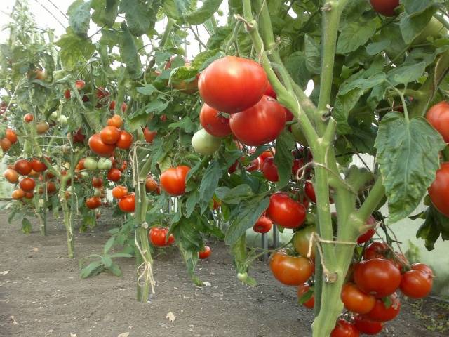 Tomato leaves turn yellow outdoors