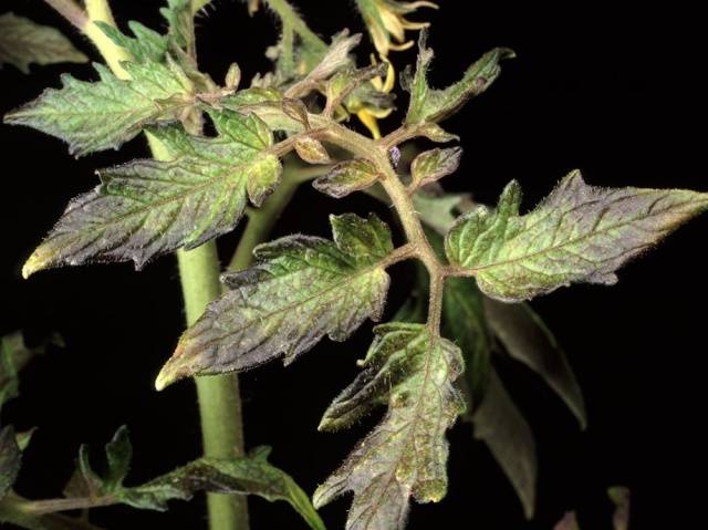 Tomato leaves turn yellow outdoors