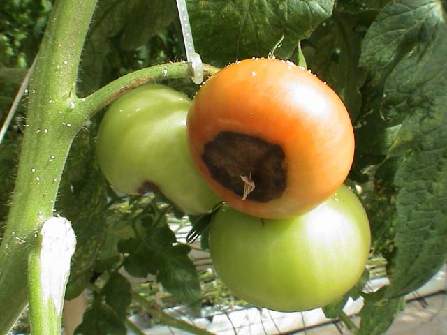 Tomato leaves turn yellow outdoors