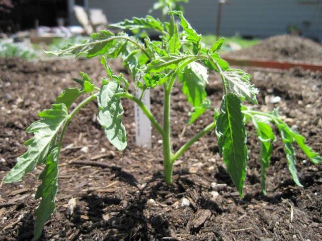 Tomato leaves turn yellow outdoors