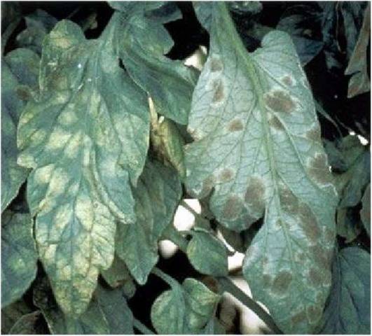 Tomato leaves turn yellow outdoors