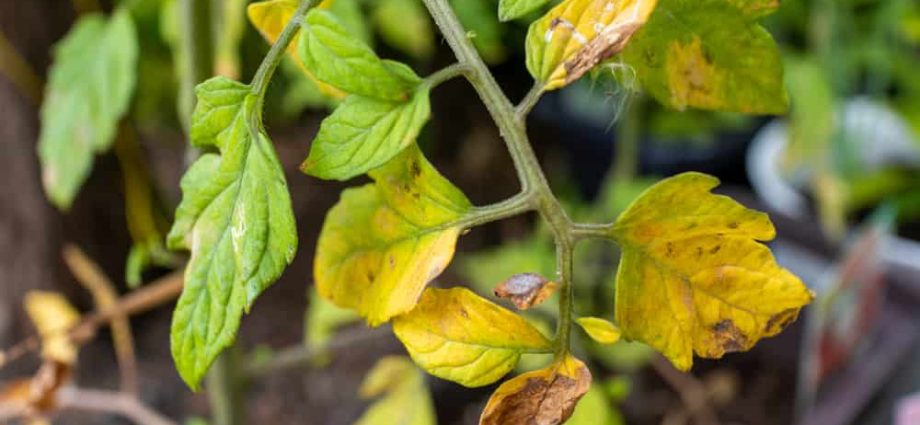 Tomato leaves turn yellow outdoors