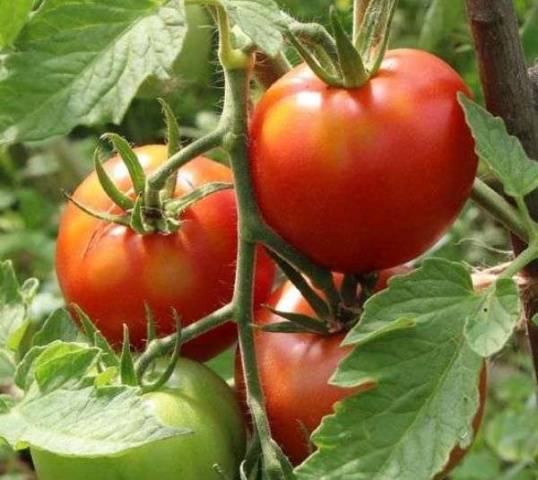 Tomato Leopold F1: reviews, photos, yield