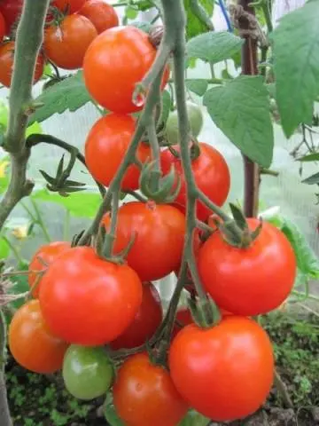 Tomato Leopold F1: reviews, photos, yield