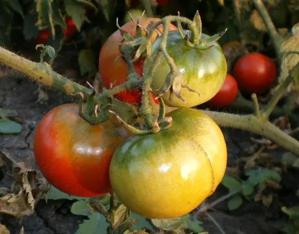 Tomato Leopold F1: reviews, photos, yield