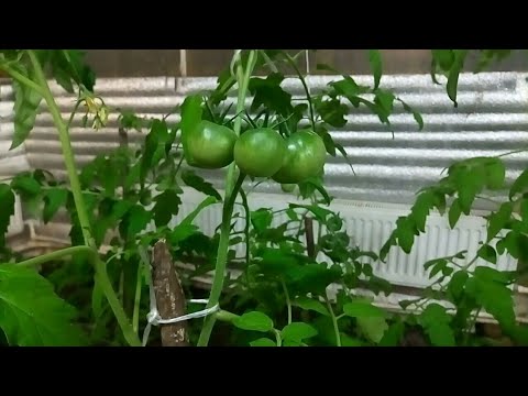 Tomato Leopold F1: reviews, photos, yield