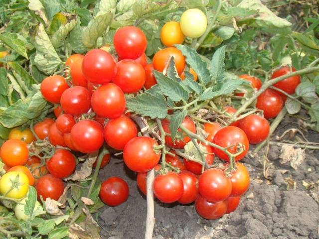 Tomato Linda F1: reviews, photos of the bush