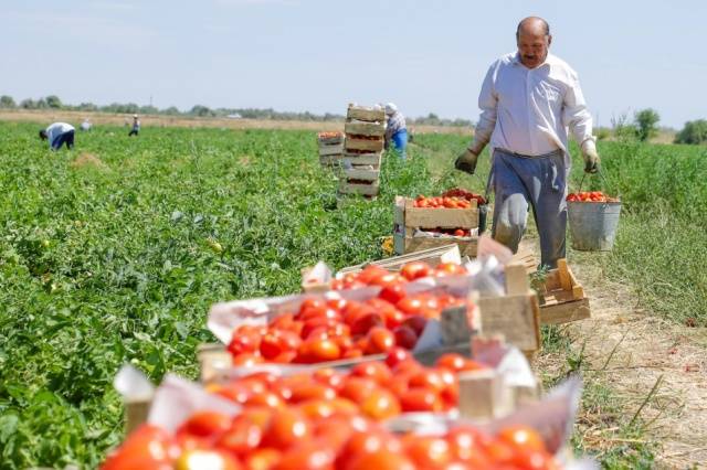 Tomato Linda F1: reviews, photos of the bush