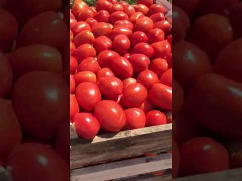 Tomato Logjane F1