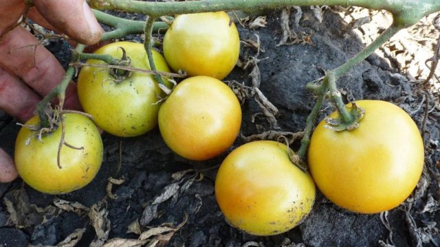 Tomato Long Keeper: reviews, photos, yield